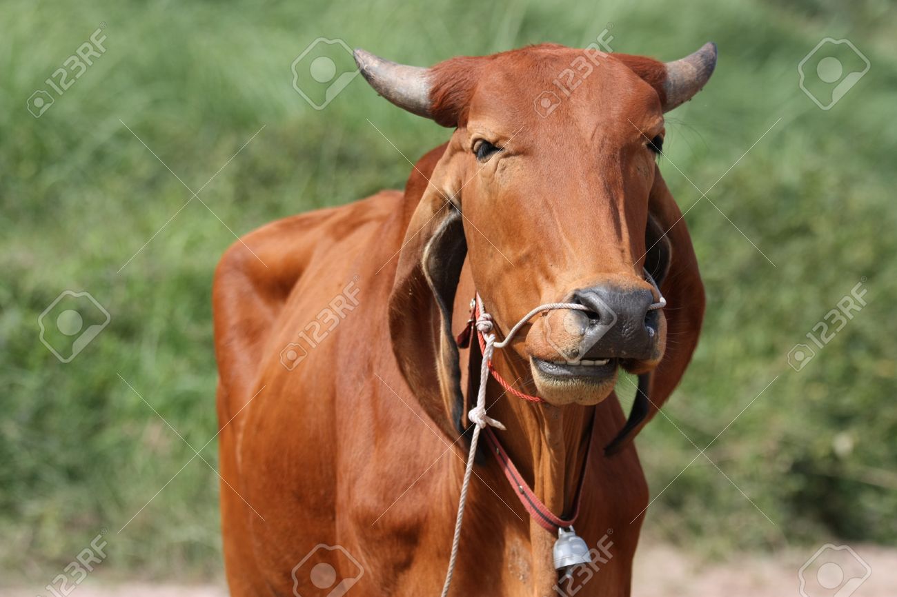 pass a rope through the nose of ox stock photo picture and royalty
