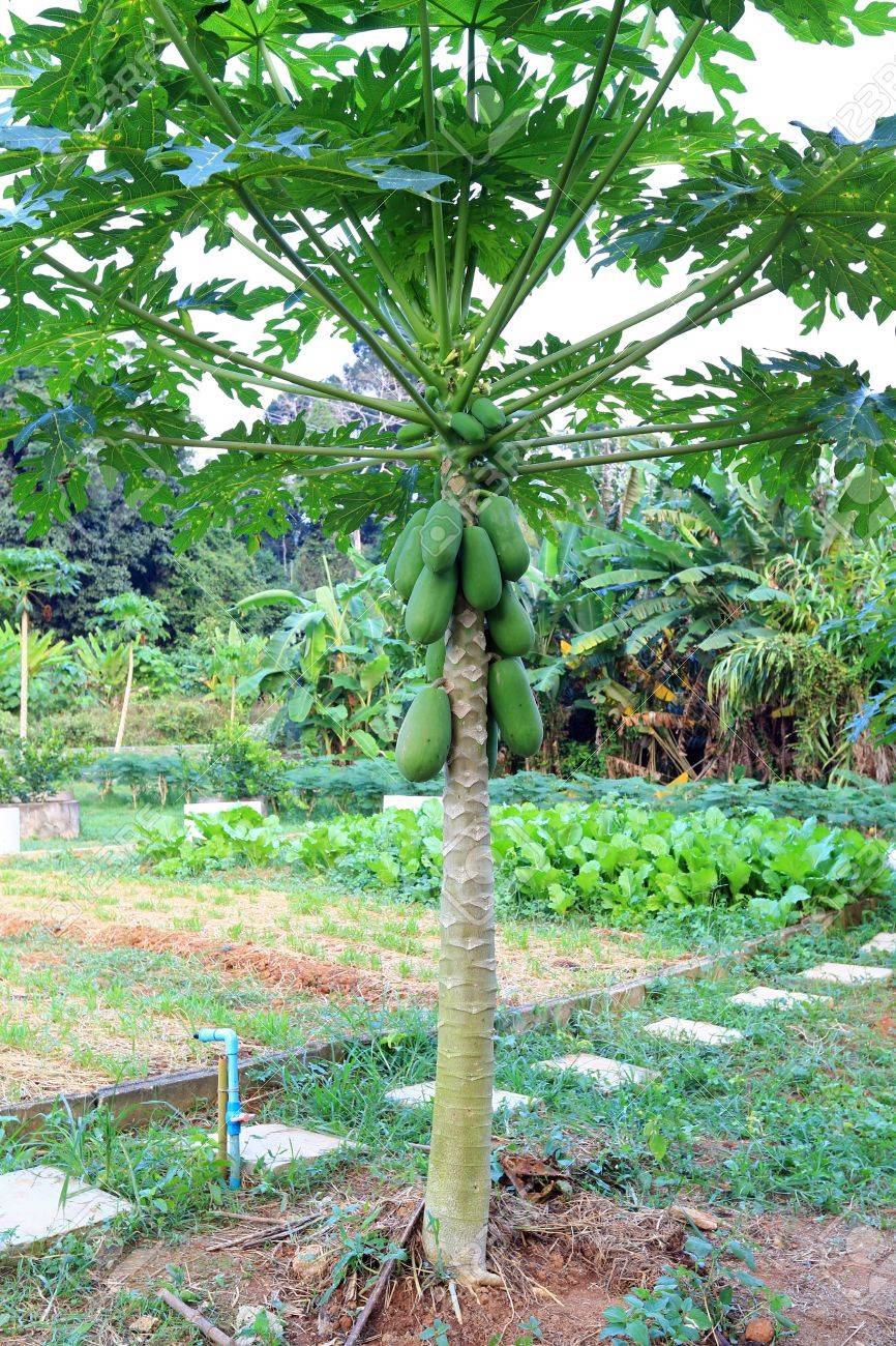 Papaya Baum Mit Papaya Fruchte Lizenzfreie Fotos Bilder Und Stock Fotografie Image 17750473