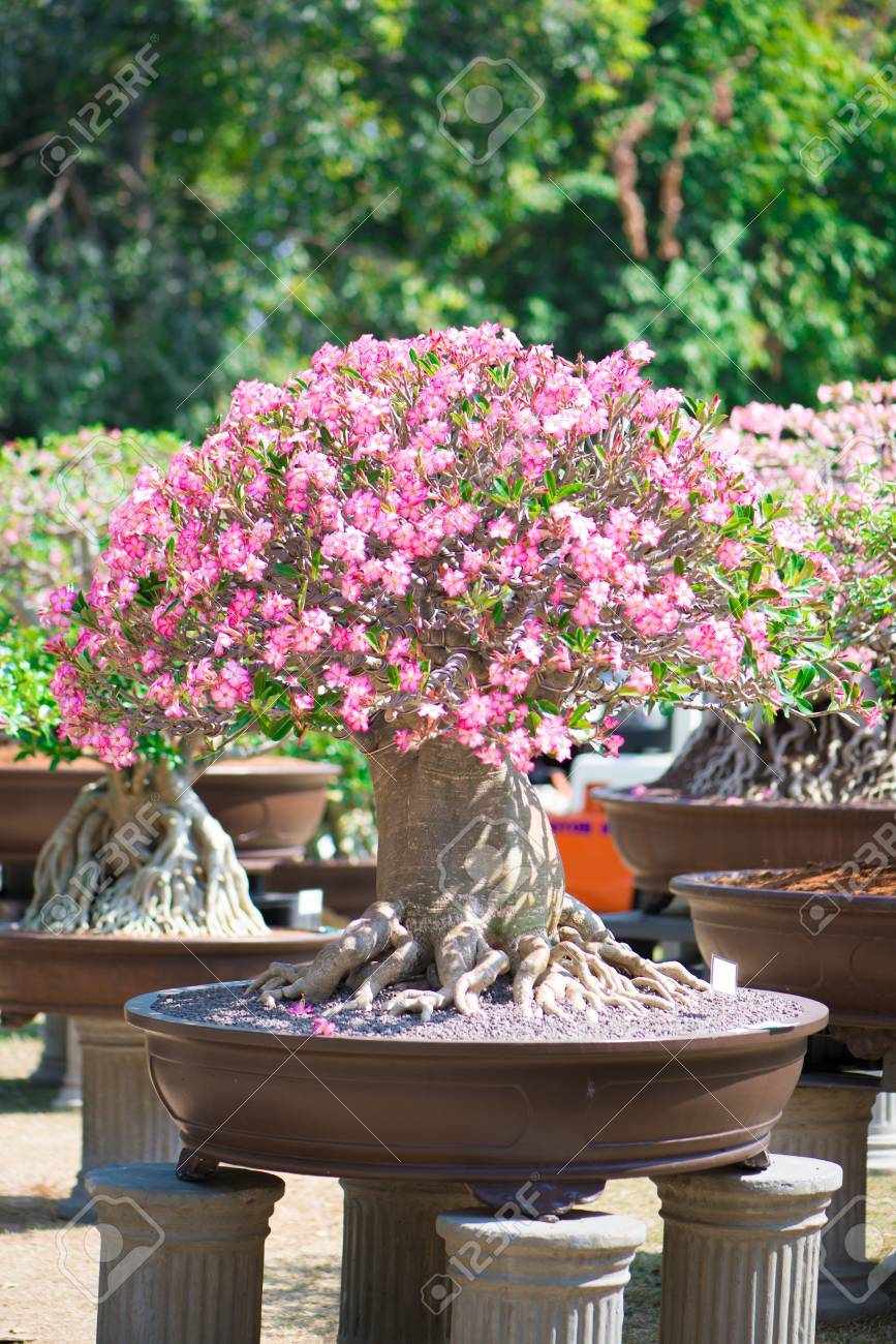 Style Bonsai De Larbre Dadenium Ou Du Désert Rose Dans Un Pot De Fleurs