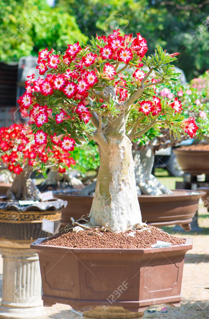 植木鉢で盆栽アデニウム ツリーまたは砂漠のバラ の写真素材 画像素材 Image 植木鉢で盆栽アデニウム ツリーまたは砂漠のバラ の写真素材 画像素材 Image