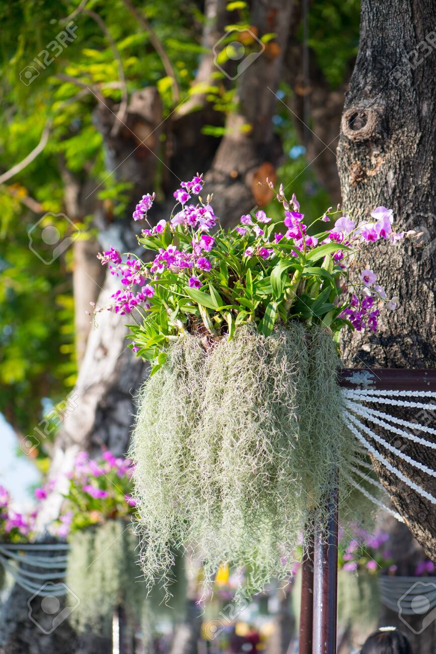 Spanish Moss Or Tillandsia Usneoides And Orchid Flower On Tree Stock Photo,  Picture And Royalty Free Image. Image 142212081.