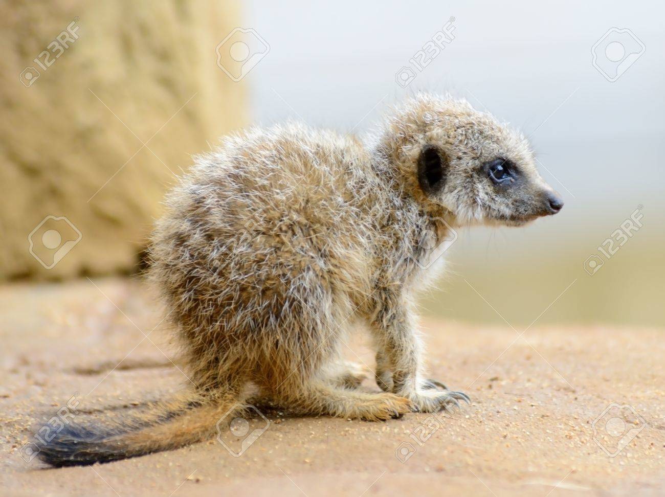 非常にかわいいとは少し孤独にまたは悲しく見ているミーアキャットの赤ちゃん の写真素材 画像素材 Image