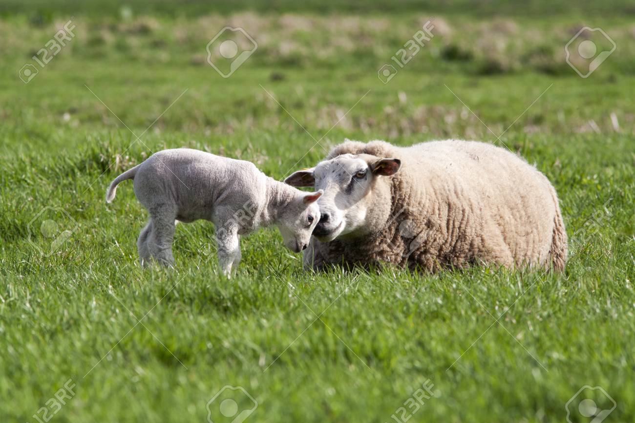 母羊と彼女のかわいい羊 の写真素材 画像素材 Image