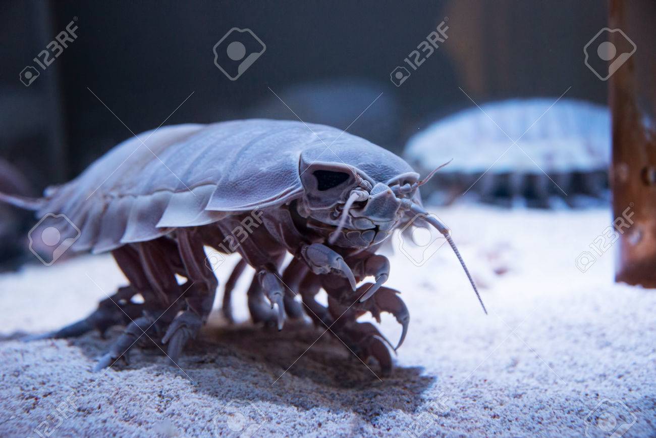 terrifying sea beast bathynomus giganteus or giant isopod stock