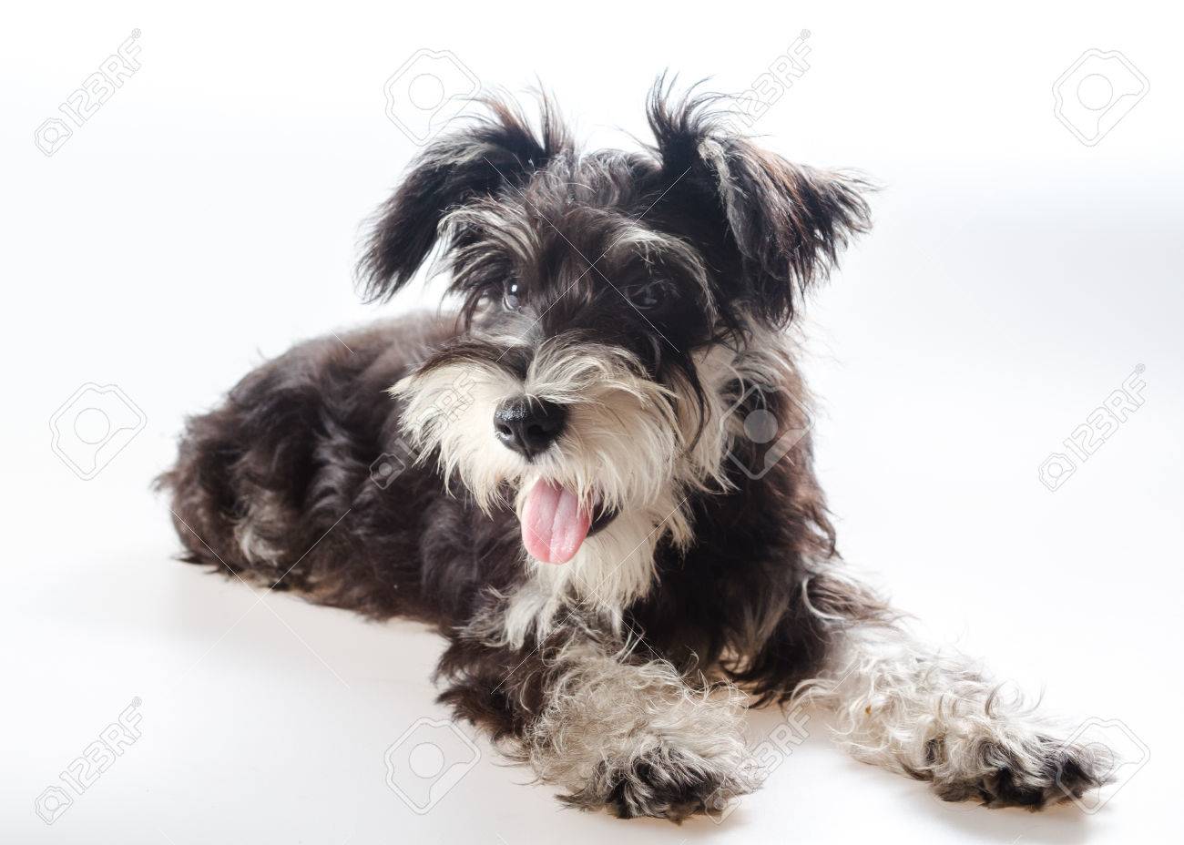 mini schnauzer