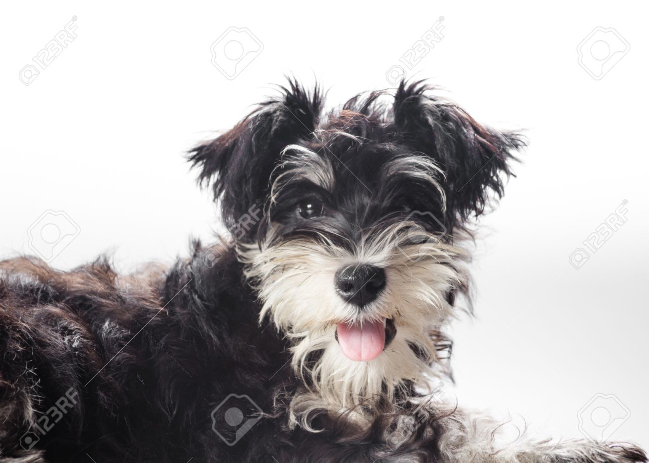 Retrato De Un Perro Un Pequeno Schnauzer Miniatura Negro Y Plata Fotos Retratos Imagenes Y Fotografia De Archivo Libres De Derecho Image