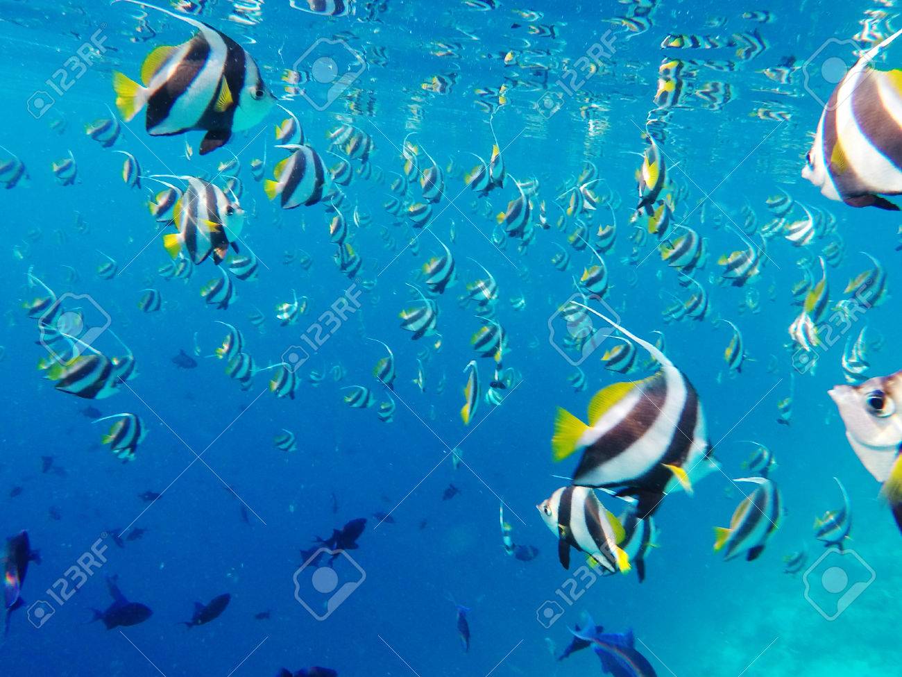 clear tropical fish
