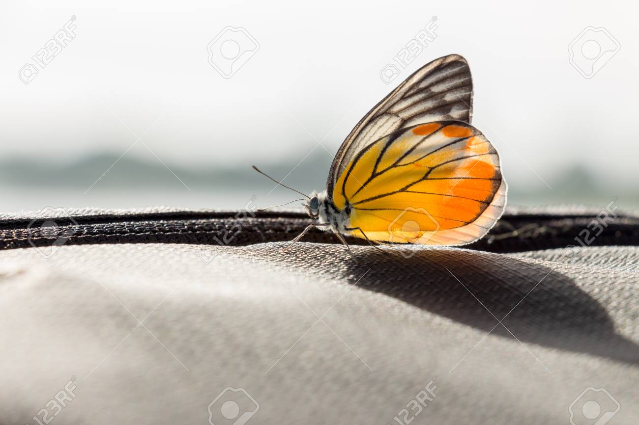 etiam-dictum-ipsum-a-felis