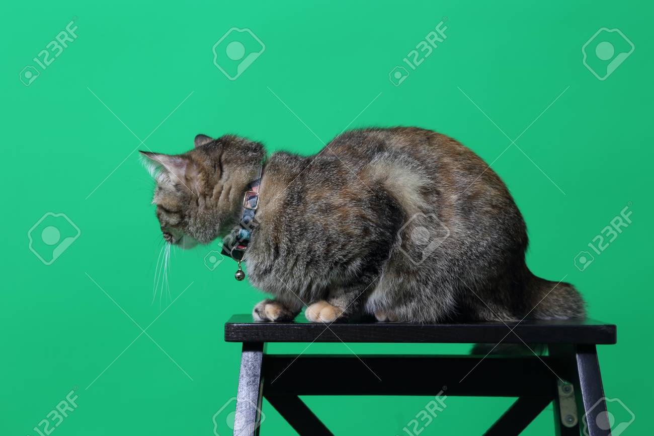 etiam-dictum-ipsum-a-felis