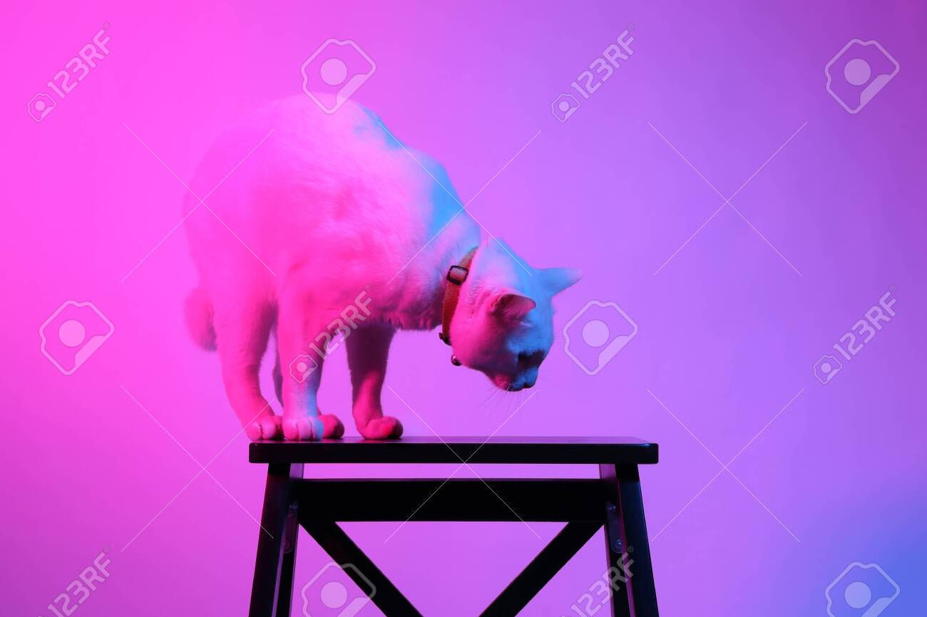 etiam-dictum-ipsum-a-felis