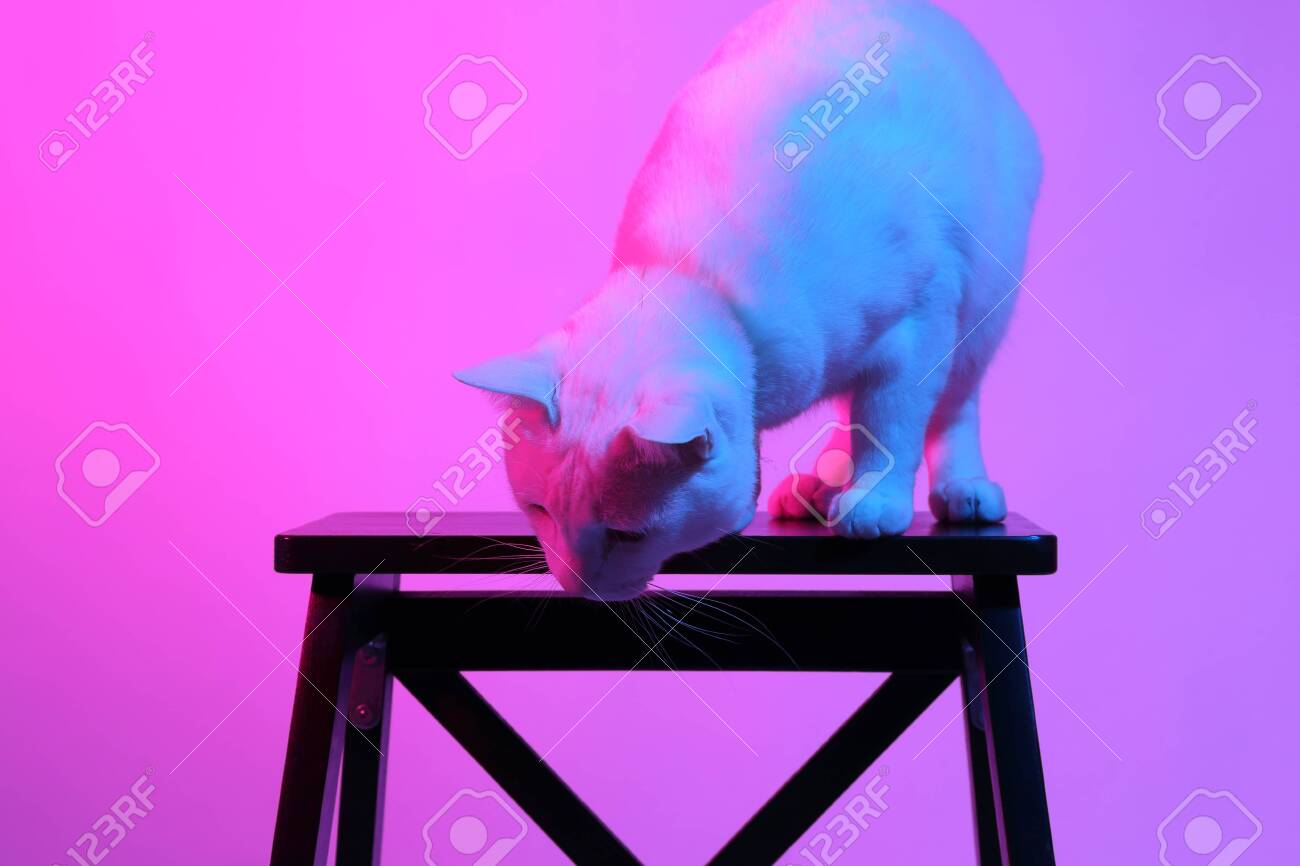 etiam-dictum-ipsum-a-felis