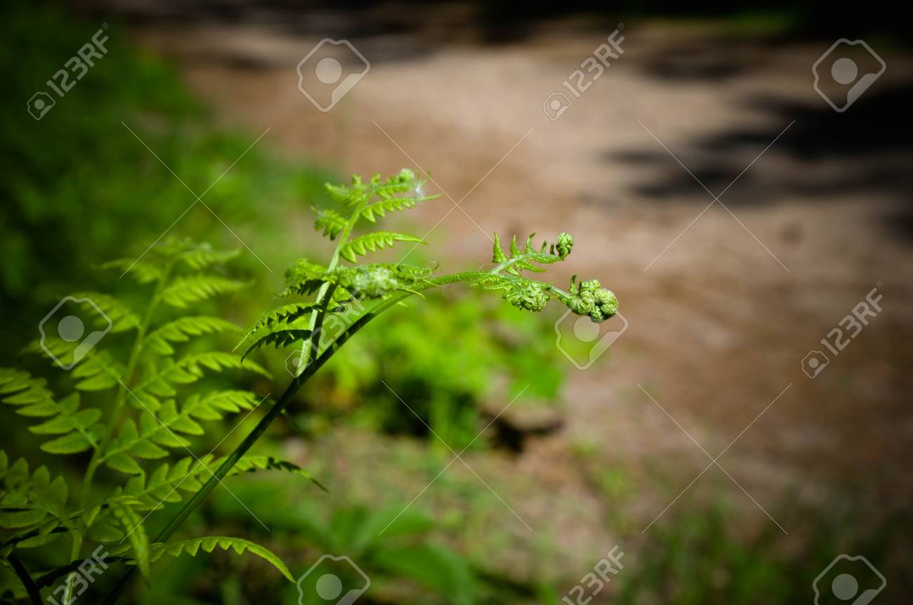 タスマニア木生シダ Dicksonia 南極 として知られている軟木生シダ 男性シダの葉の詳細を閉じる の写真素材 画像素材 Image
