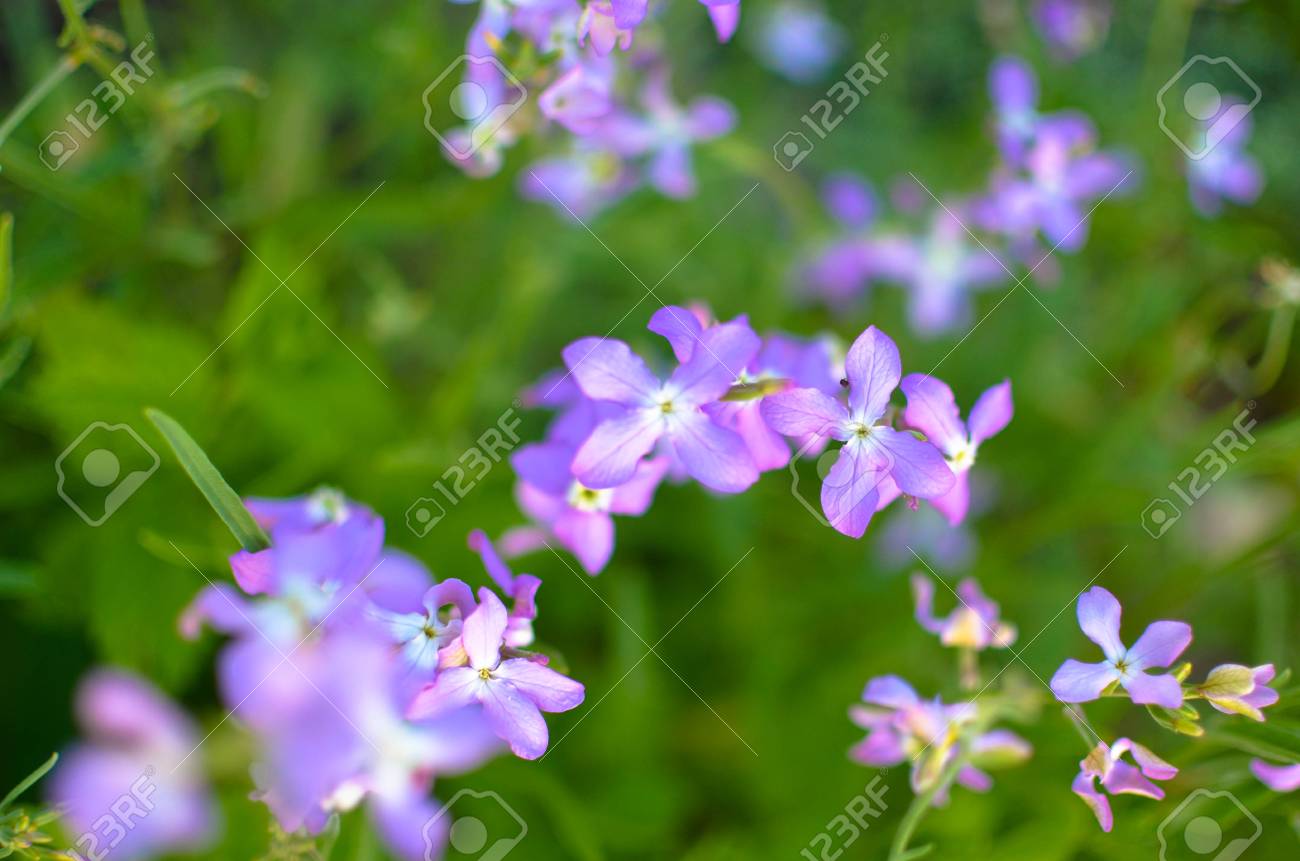 Night violets. Mattiola flower - photo 5 Night violets. Mattiola flower - photo 72