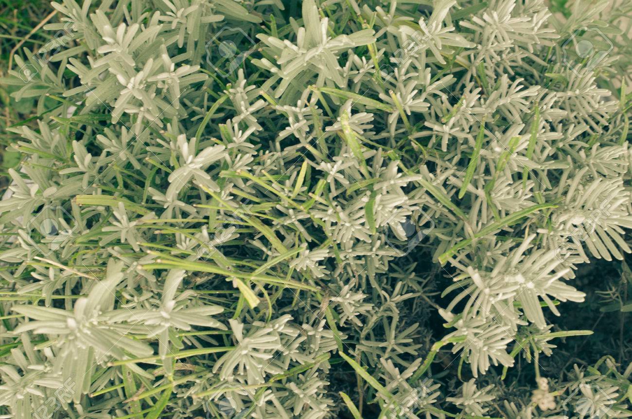 close up of fresh lavender plant without flowers stock photo