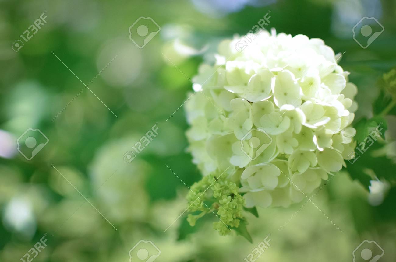 Stock Photo White Hydrangea Arborescens Annabelle Flower Stock Photo White Hydrangea Arborescens Annabelle Flower