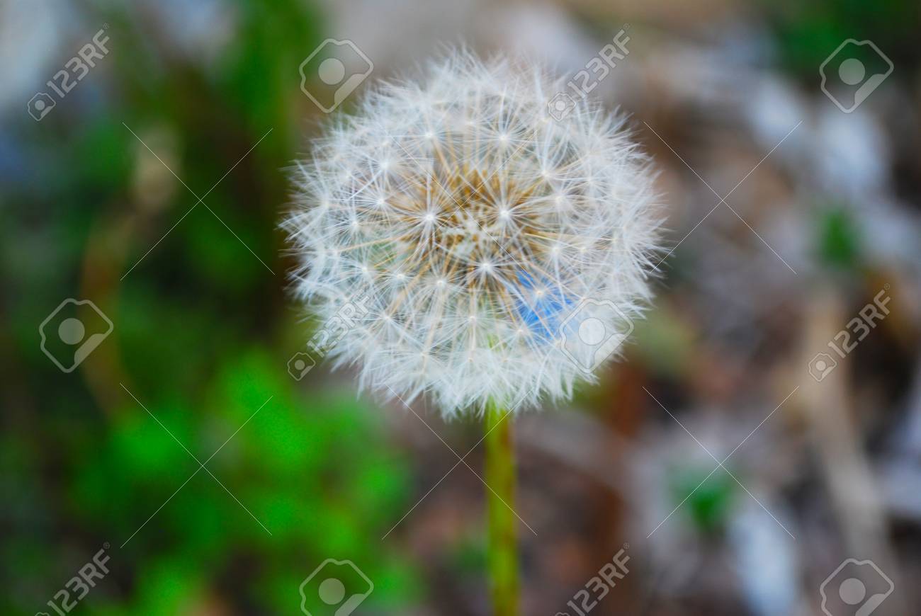 dandelion seed head ロイヤリティーフリーフォト ピクチャー 画像