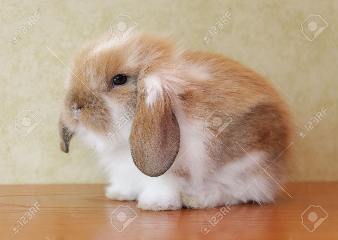 Lop Mignon Bebe Lapin A Oreilles Banque D Images Et Photos Libres De Droits Image