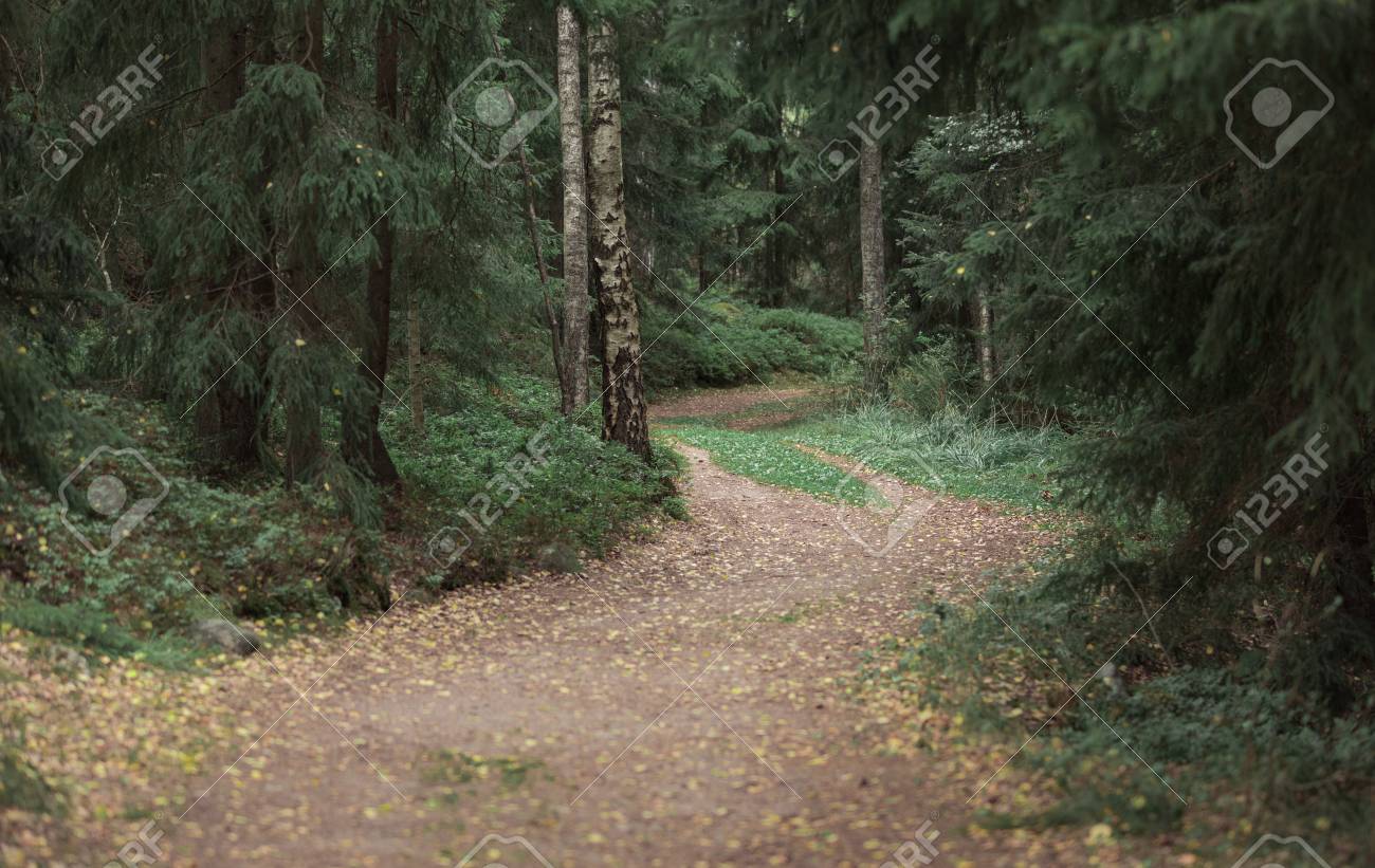 Dark Forest Trail In Late Summer Forest Stock Photo, Picture and Royalty  Free Image. Image 106625144., image size:1300x821