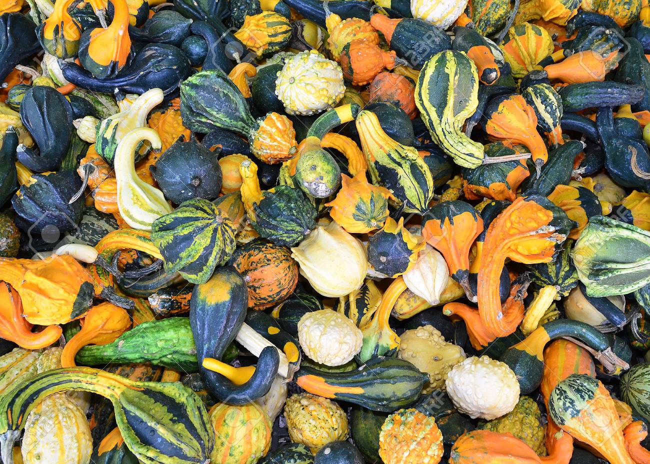 ひょうたんカボチャ の写真素材 画像素材 Image