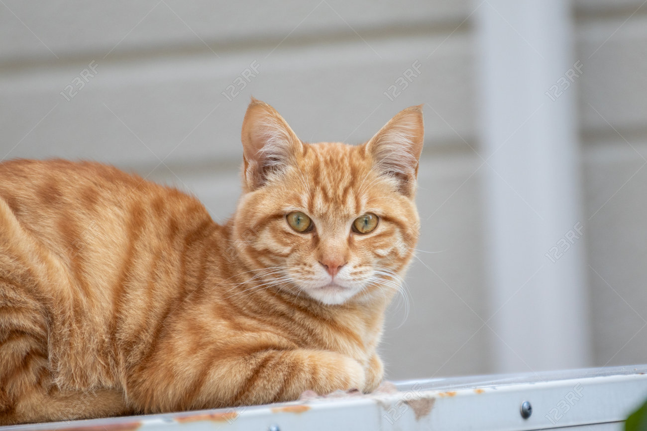 etiam-dictum-ipsum-a-felis