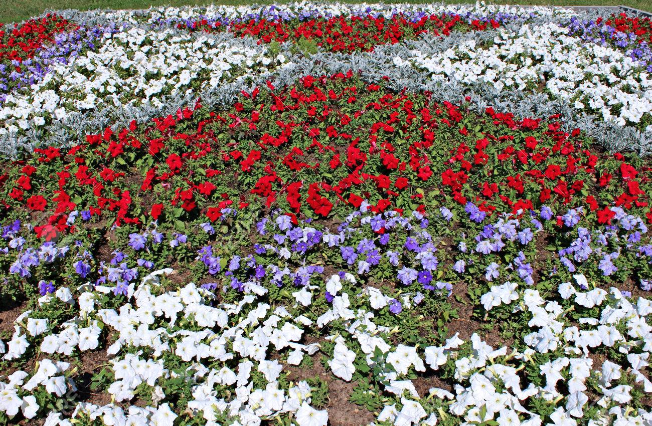 庭の花壇に赤 白 青のペチュニアの花 の写真素材 画像素材 Image