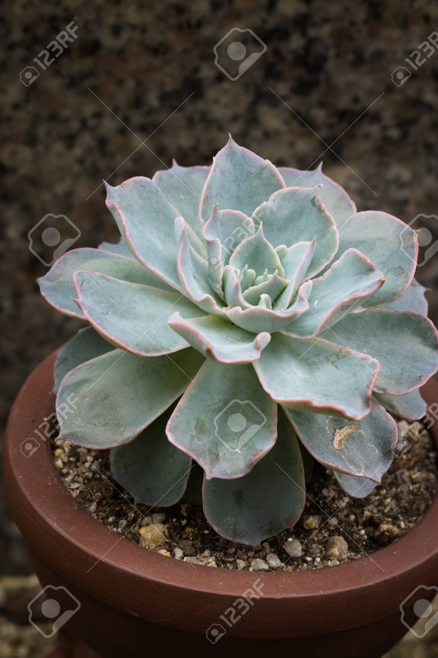 これは多肉植物のいくつかの種類の写真 中国厦門植物園で撮影されました の写真素材 画像素材 Image