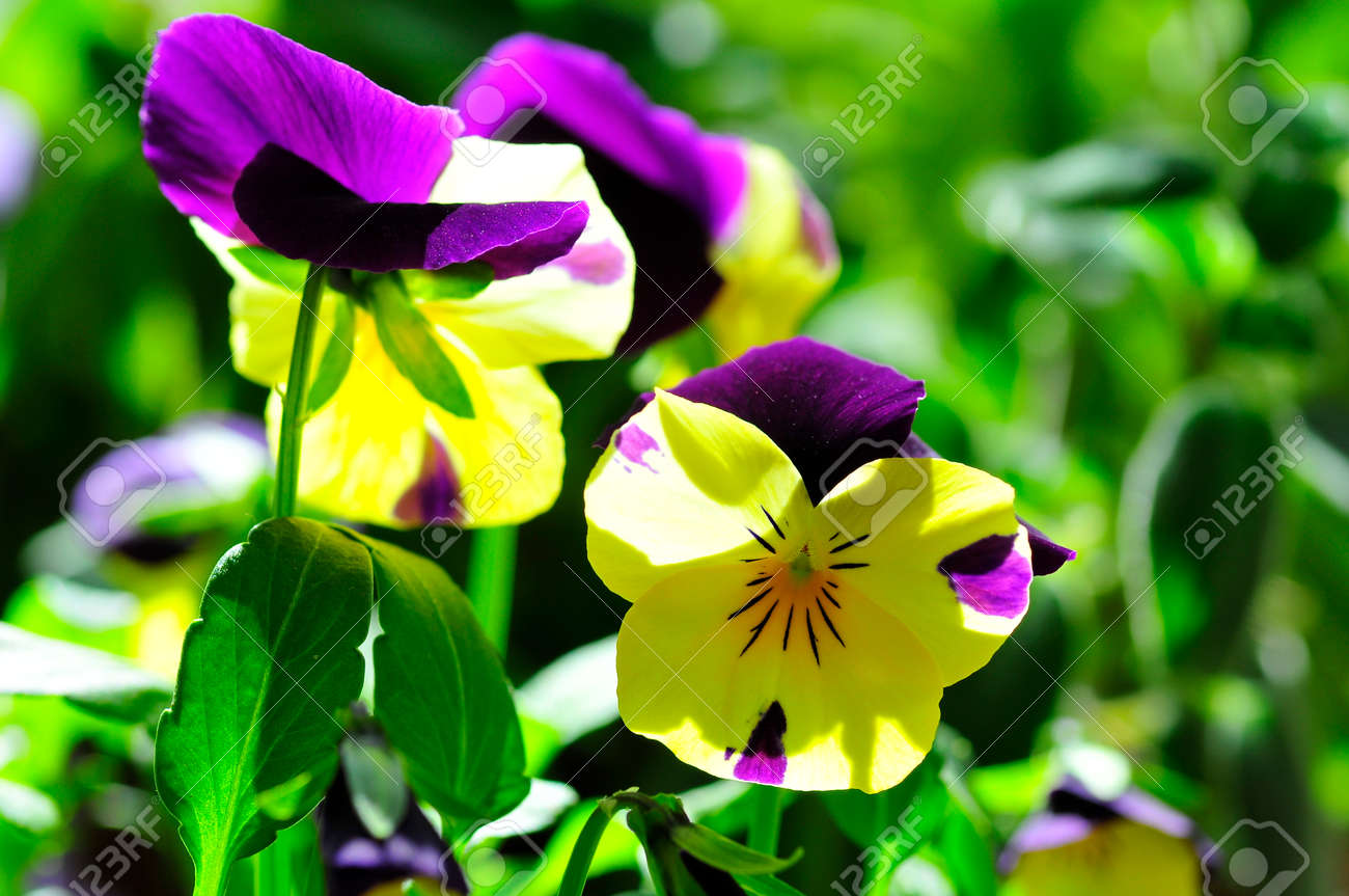 etiam-dictum-ipsum-a-felis