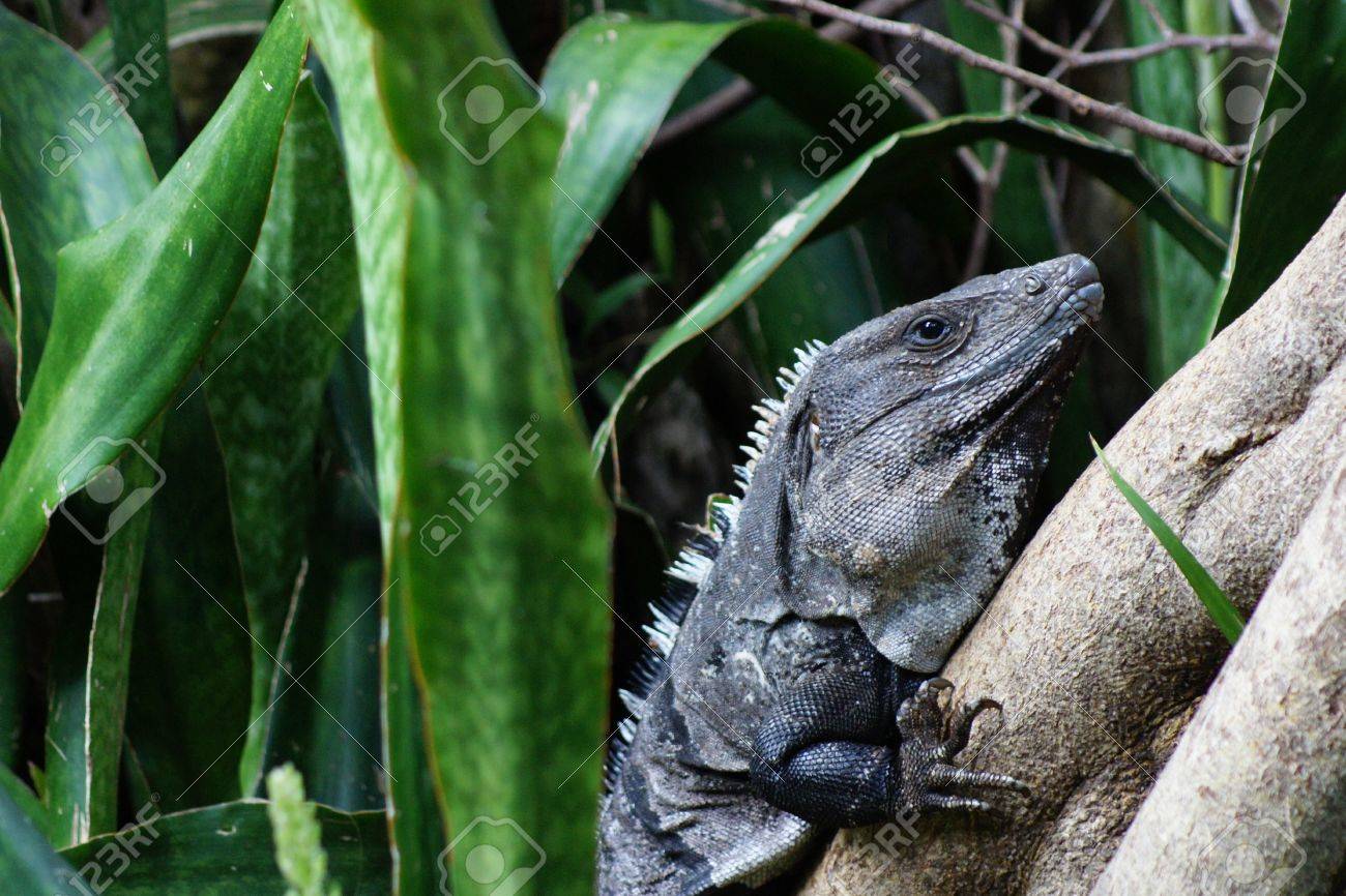 etiam-dictum-ipsum-a-felis