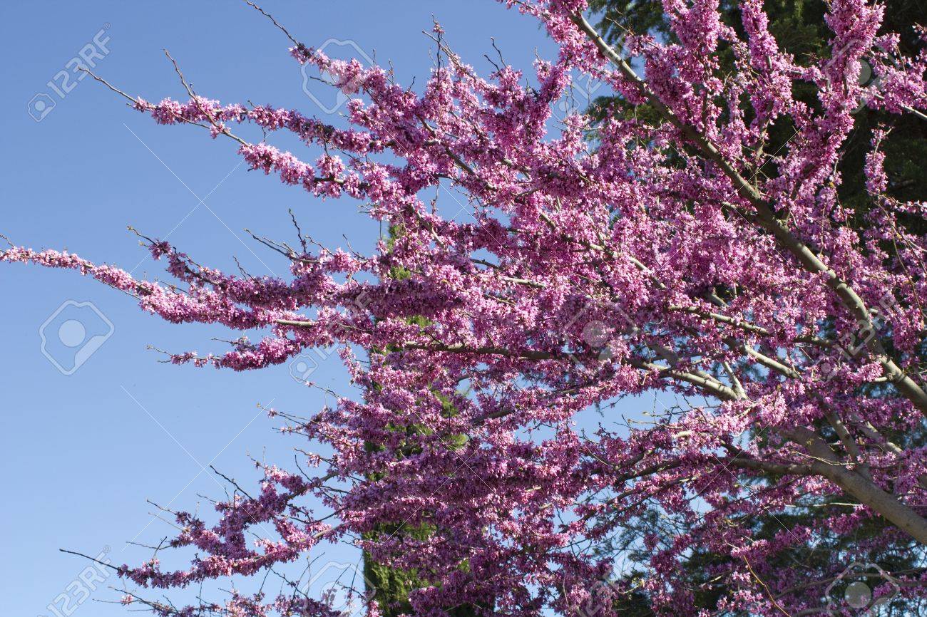 ユダの木アメリカハナズオウ 青い空を背景に開花ツリー の写真素材 画像素材 Image ユダの木アメリカハナズオウ 青い空を背景に開花ツリー の写真素材 画像素材 Image