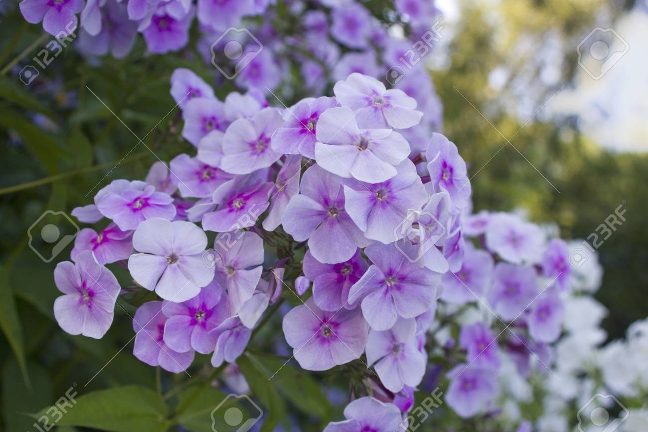 夏の花 光紫のフロックスの花 の写真素材 画像素材 Image
