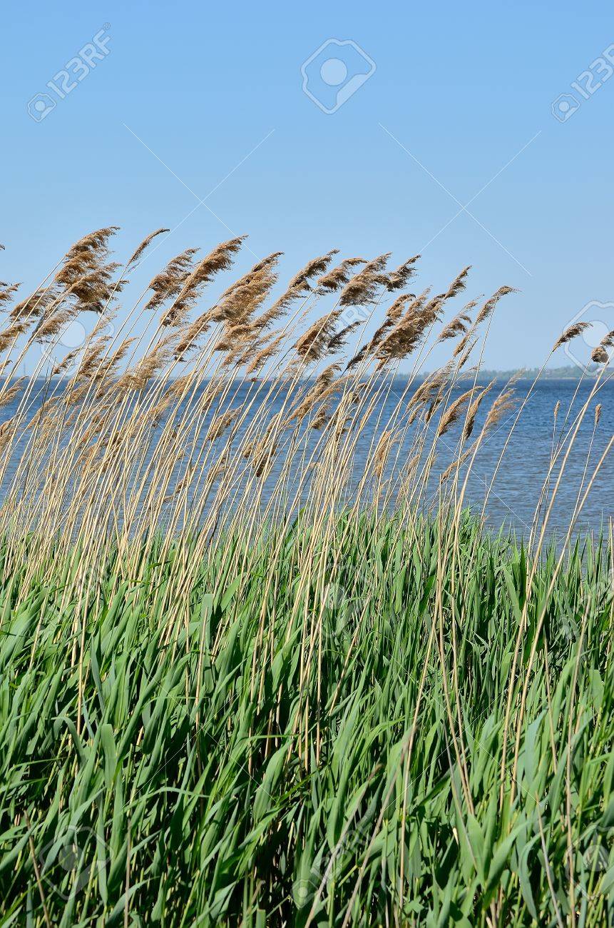 葦は 背景には川に植物と青い空です の写真素材 画像素材 Image