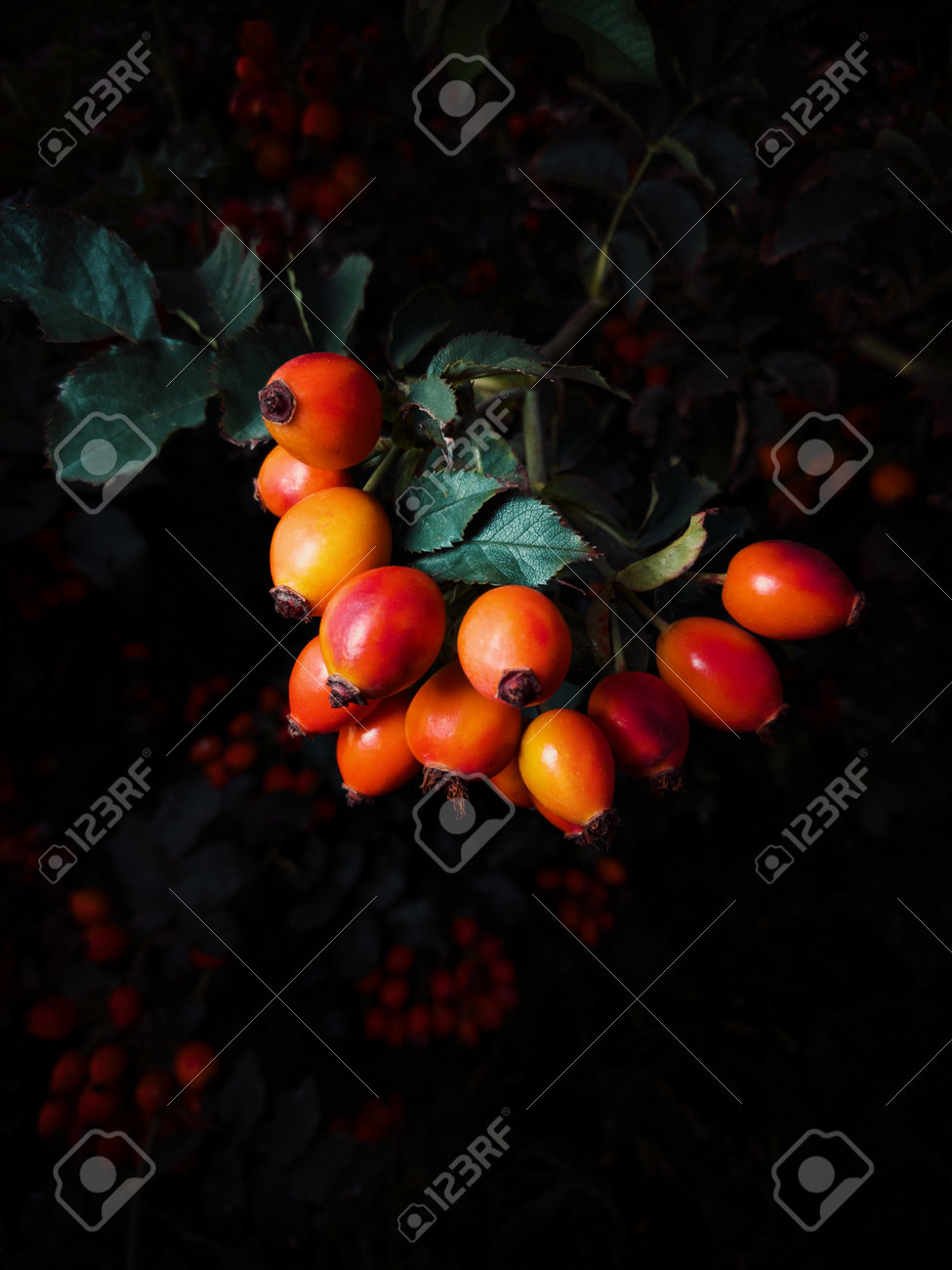 etiam-dictum-ipsum-a-felis