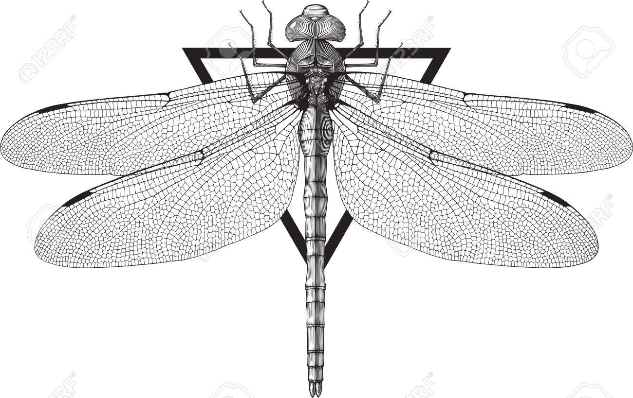 トンボ彫刻スタイルの黒と白のベクトル画像 三角形のフレームを簡単に削除することができます のイラスト素材 ベクタ Image 1184