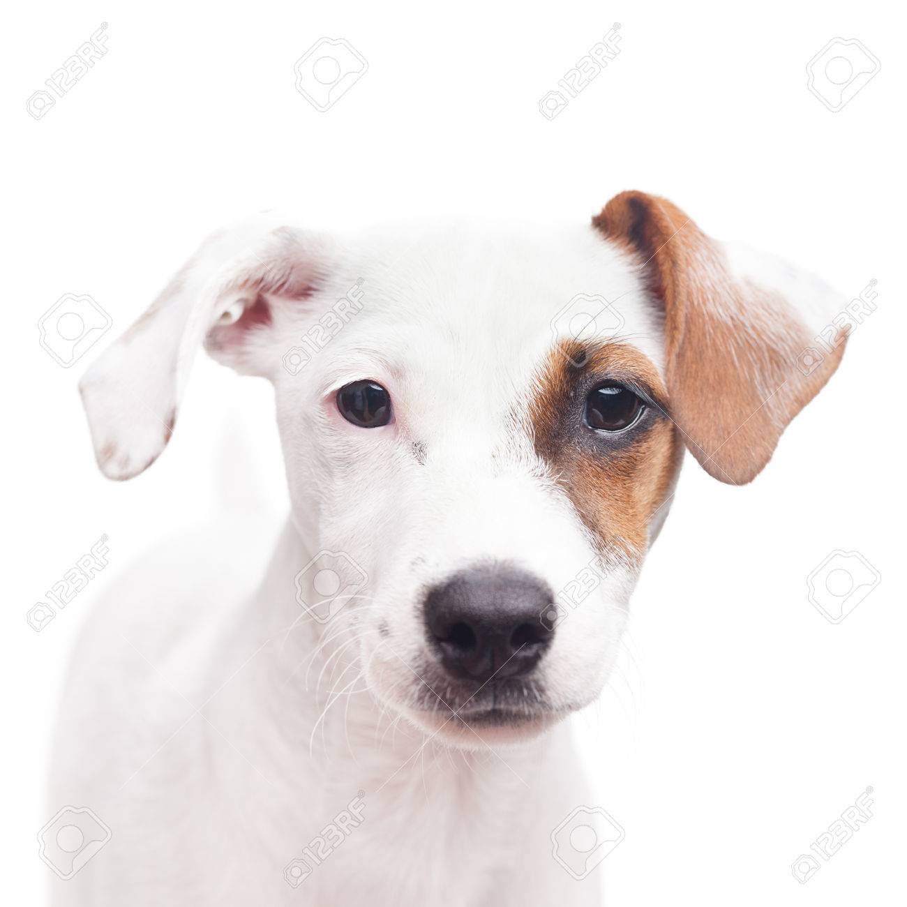 adorable young jack russell terrier with one brown spot on the