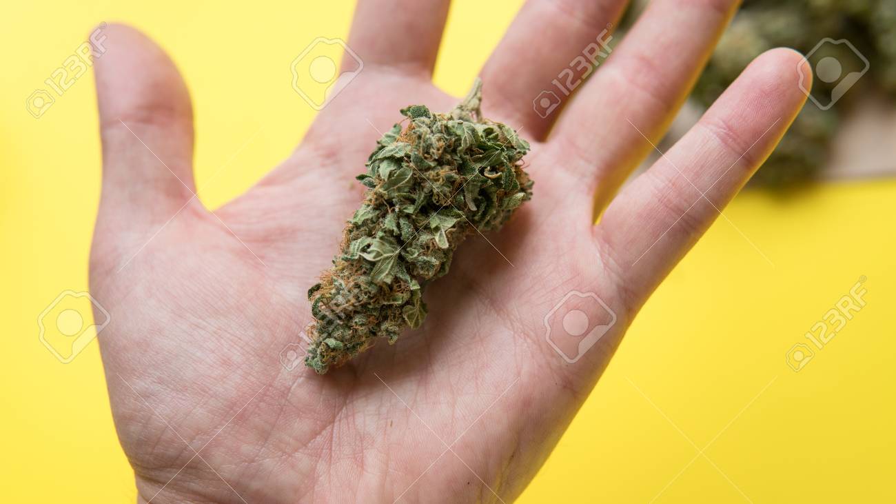 Close Up Of Hand Hold A Pile Of Marijuana Buds. Stock Photo, Picture and  Royalty Free Image. Image 114208821., image size:1300x731