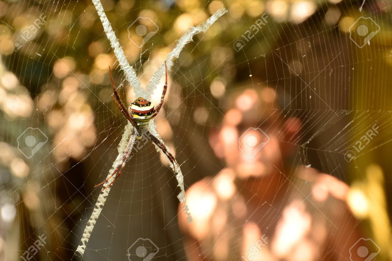Web を見る不気味な自然の背景に怖いのクモ の写真素材 画像素材 Image