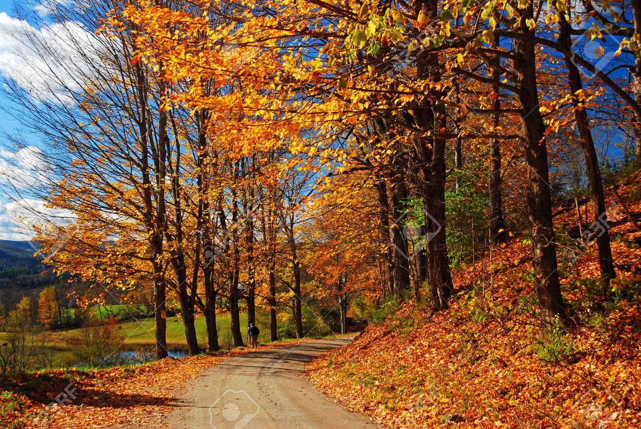 Autumn Country Road