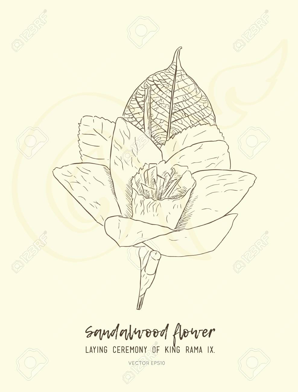 タイの人工葬儀水仙の花や Dok 舞ちゃん スケッチベクトルを手描きます の手描きスケッチ サンダルウッドフラワー タイの王に悲しむための敷設式は 離れて渡します のイラスト素材 ベクタ Image タイの人工葬儀水仙の花や Dok 舞ちゃん スケッチベクトルを手描きます の手描きスケッチ サンダルウッドフラワー タイの王に悲しむための敷設式は 離れて渡します のイラスト素材 ベクタ Image