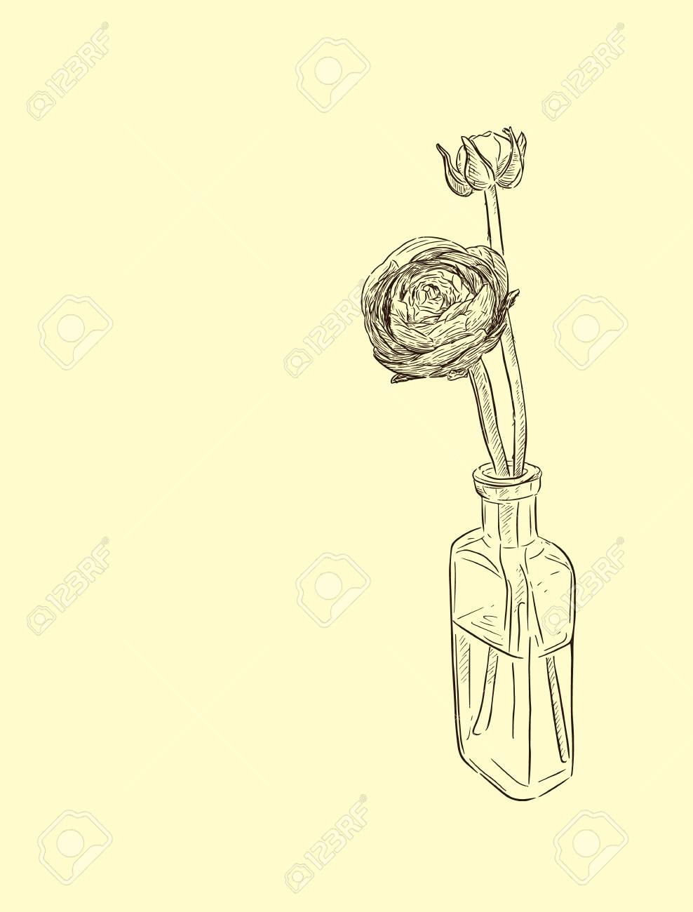 Two Yellow Persian Buttercup Flowers Ranunculus In Bottle Royalty Free Cliparts Vectors And Stock Illustration Image