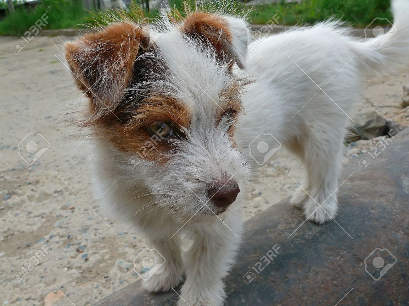 Nettoyer Les Taches Marrons Sous Les Yeux De Votre Chien