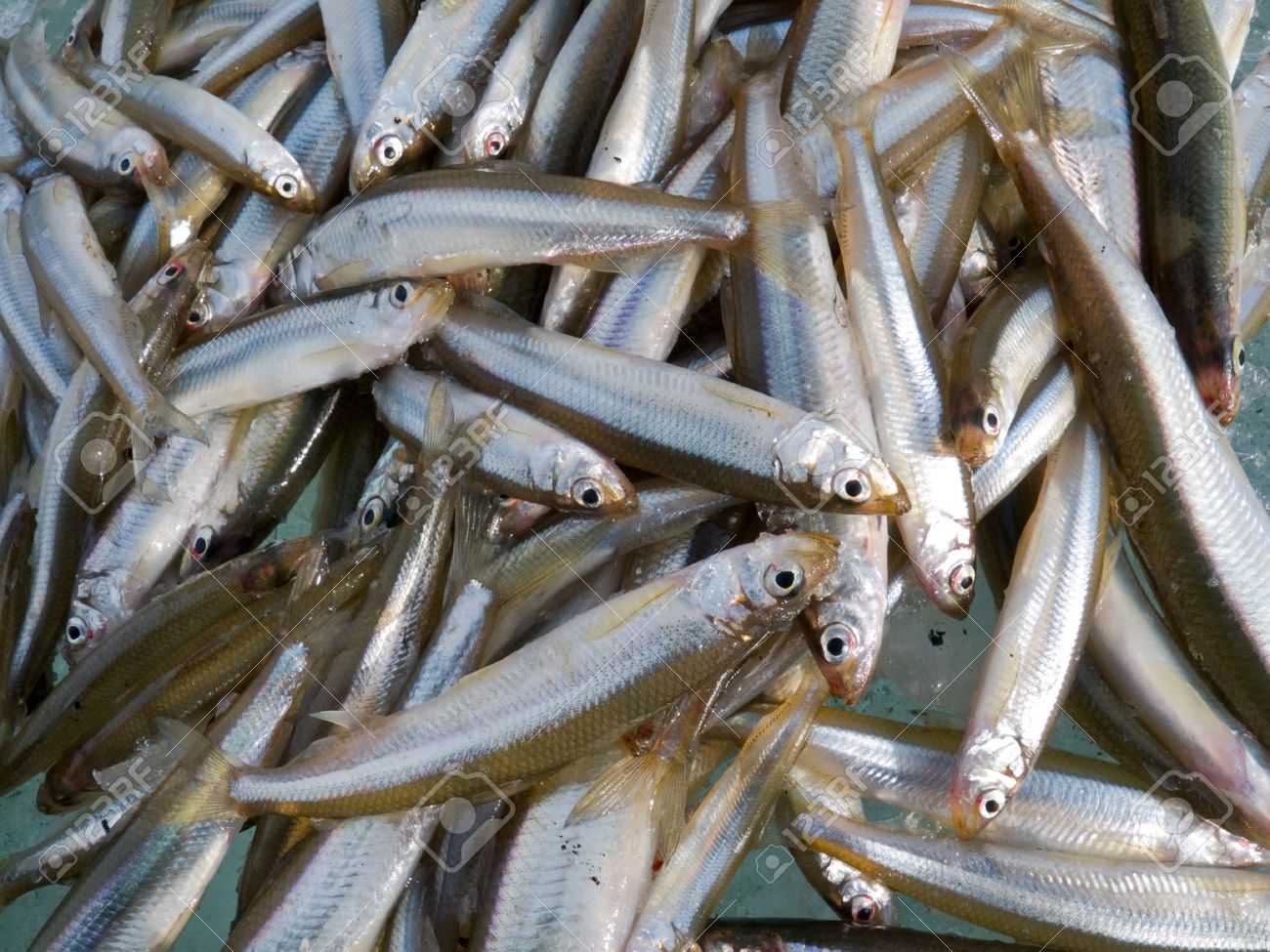 Peche eperlan Clearance