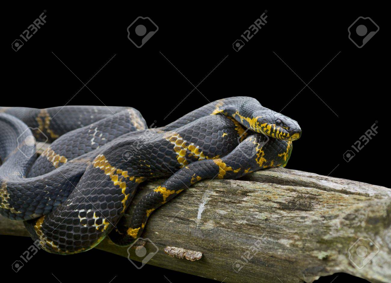 A フネガイのラットヘビ シマヘビ Schrenckii ログ上のクローズ アップ 黒に分離されました の写真素材 画像素材 Image