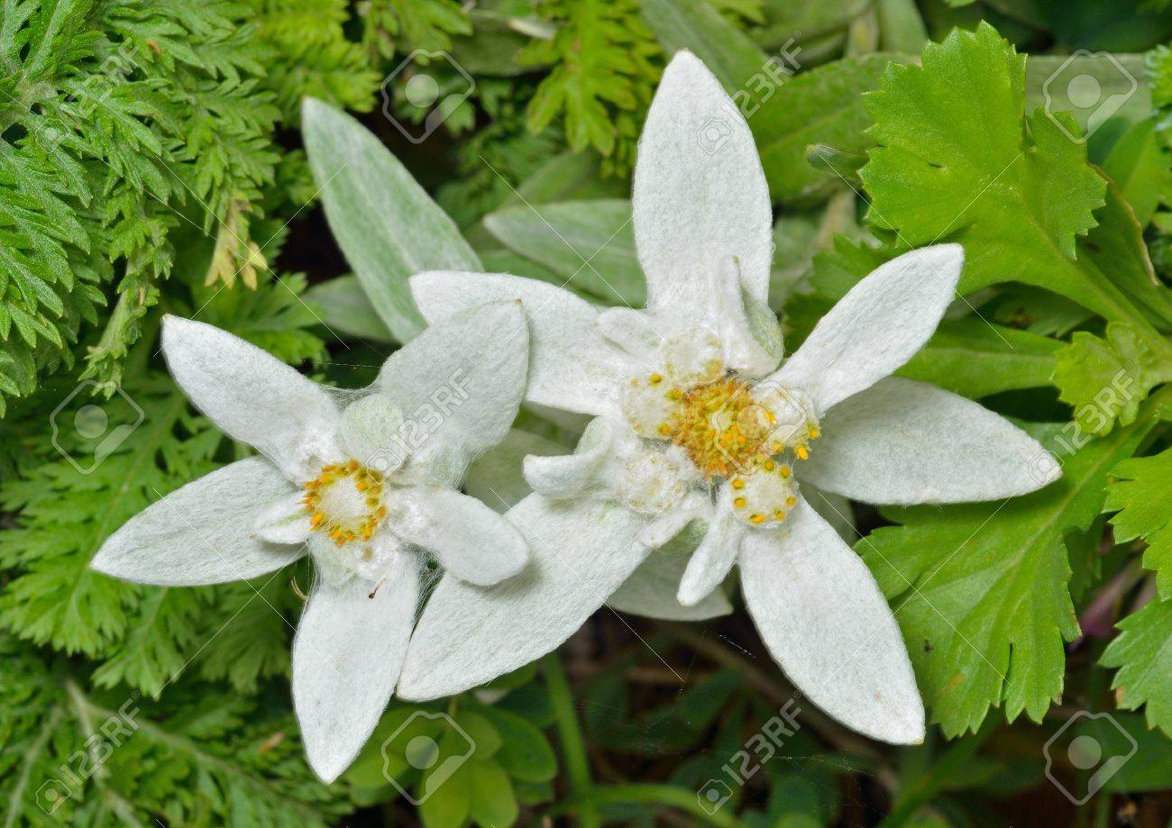 花エーデルワイス Leontopodium Pallibinianum の の写真素材 画像素材 Image