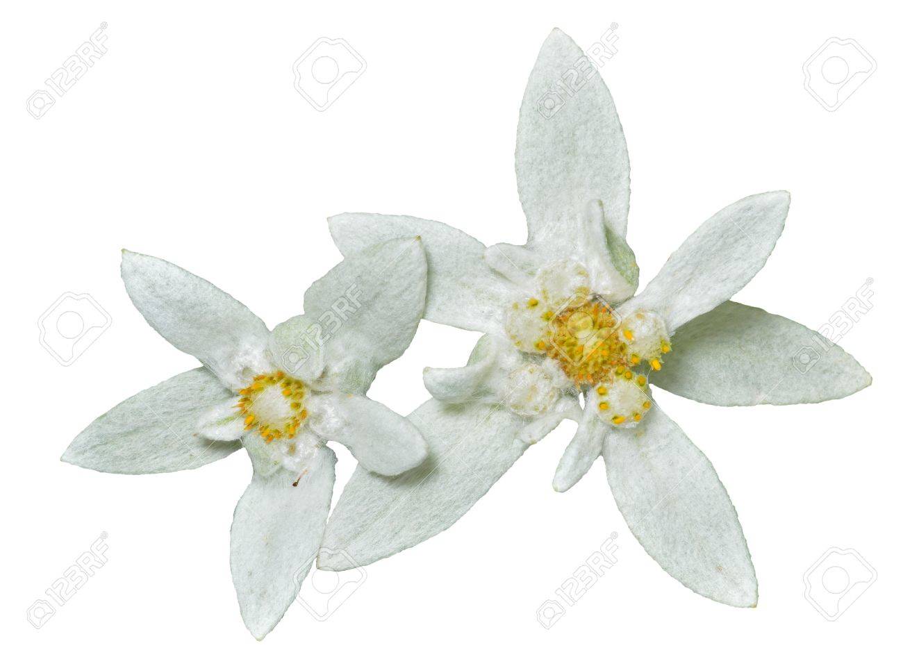 2 つの花エーデルワイス Leontopodium Pallibinianum のクローズ アップ 白で隔離されます の写真素材 画像素材 Image