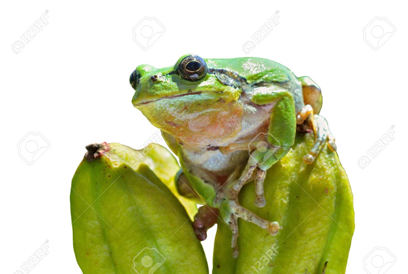 アマガエル ザリガニ ニホンアマガエル の 白で隔離 の写真素材 画像素材 Image アマガエル ザリガニ ニホンアマガエル の 白で隔離 の写真素材 画像素材 Image