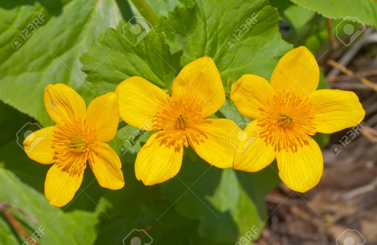 A は Kingcup リュウキンカ の花のクローズ アップ の写真素材 画像素材 Image A は Kingcup リュウキンカ の花のクローズ アップ の写真素材 画像素材 Image