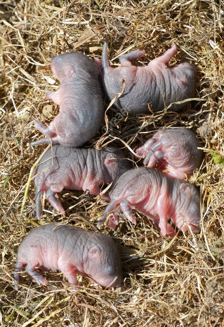 Un Gros Plan Des Bebes Tres Petits De La Souris Banque D Images Et Photos Libres De Droits Image