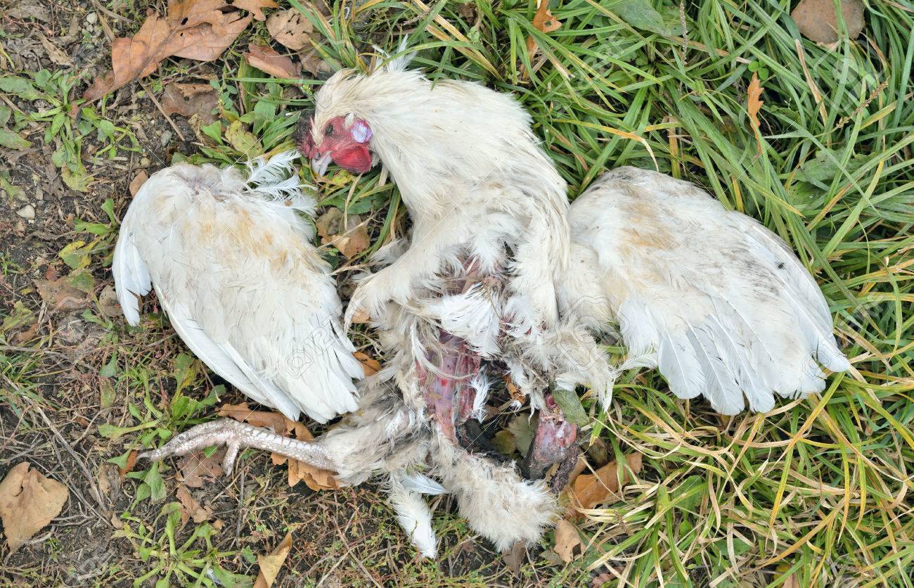 白い雌鶏 野生の猫に殺されたのです の写真素材 画像素材 Image