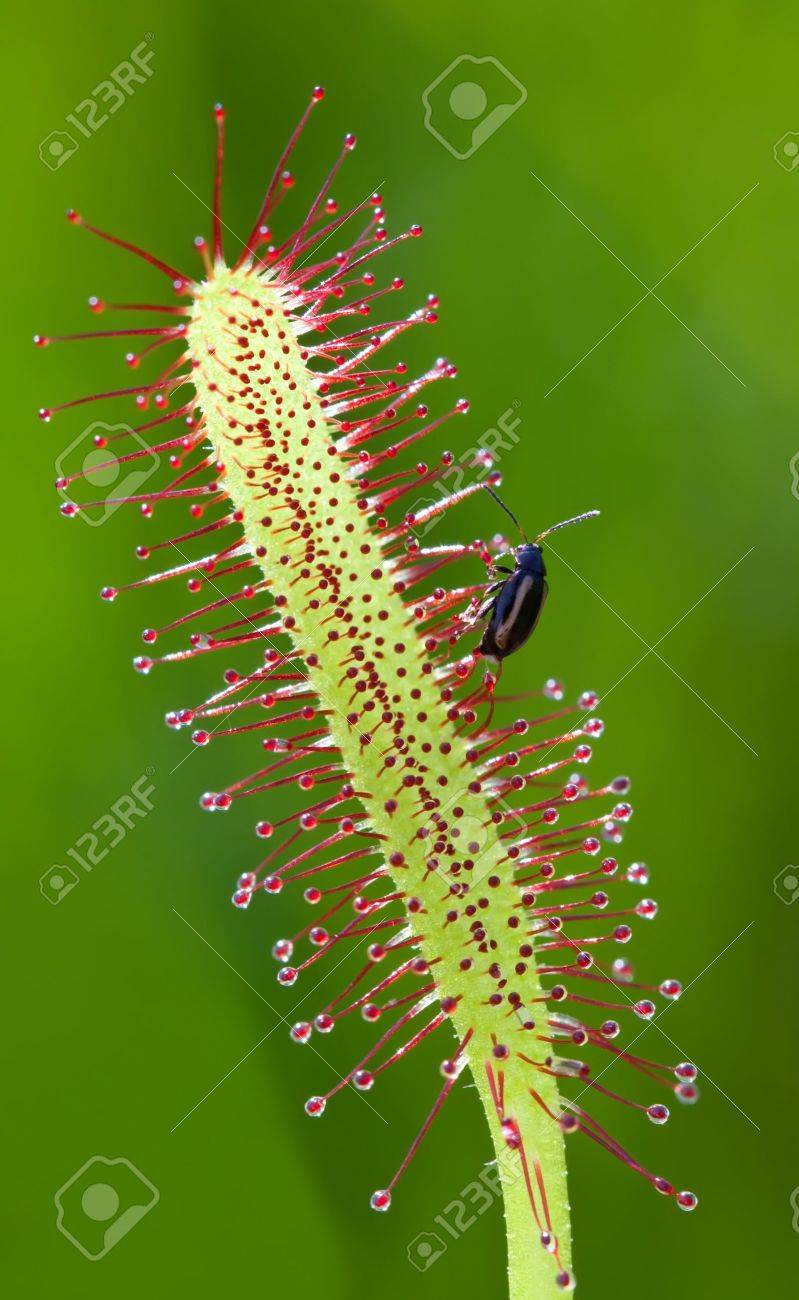 サンデュー の写真素材 画像素材 Image サンデュー の写真素材 画像素材 Image