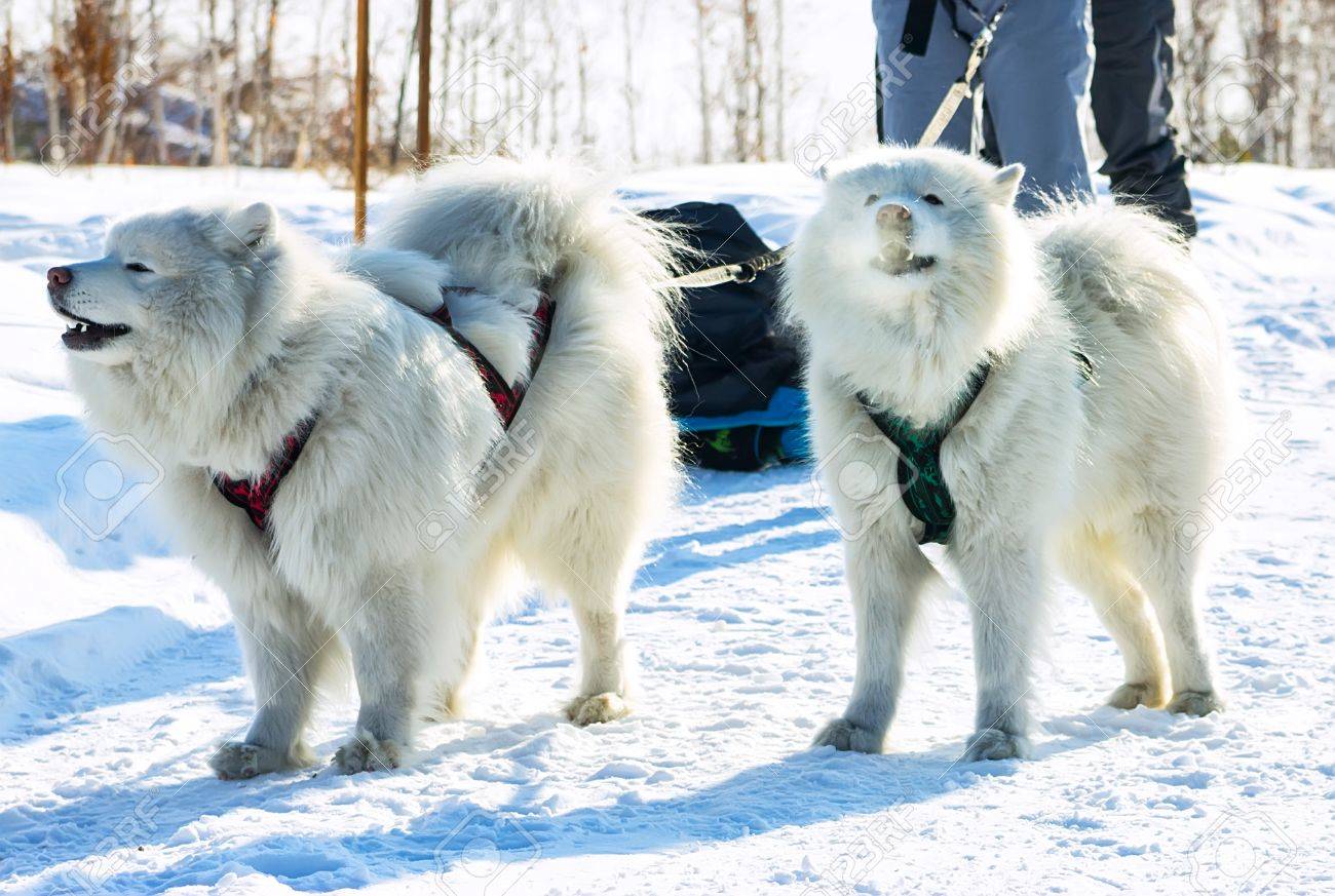 samoyed harness